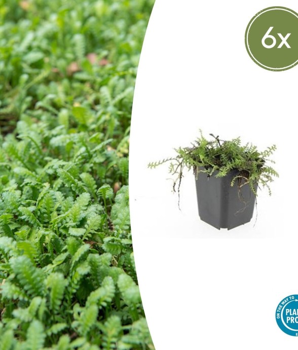 Leptinella squalida -  60