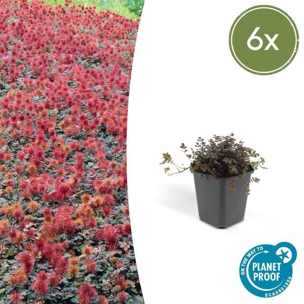 x6 Acaena microphylla 'Kupferteppich' -  12