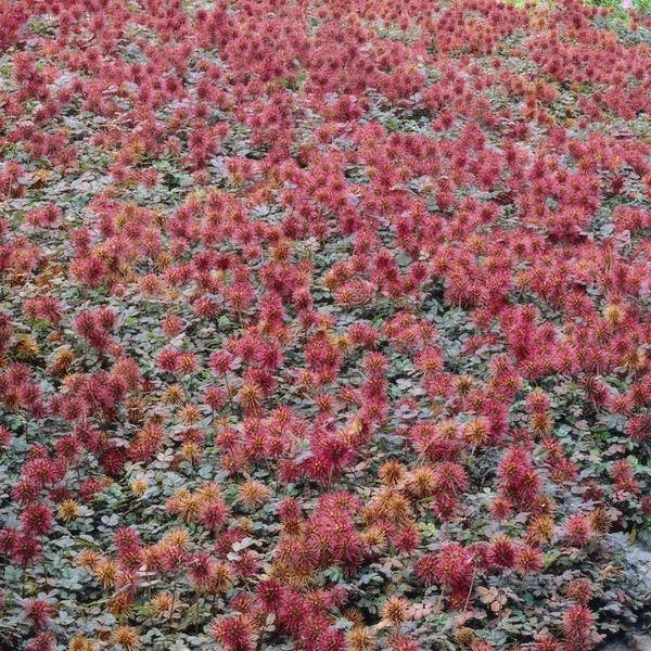 x6 Acaena microphylla 'Kupferteppich' -  12