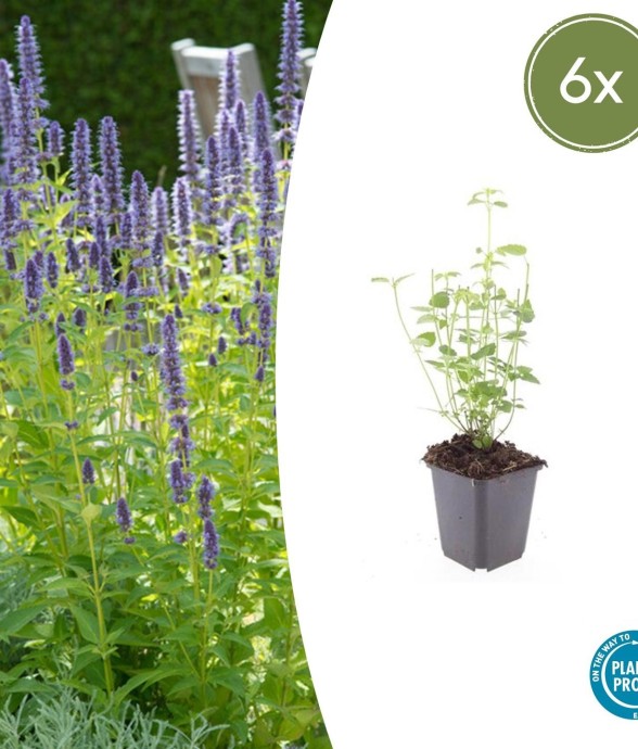 Agastache 'Black Adder' -  60