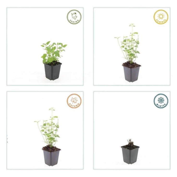 Agastache 'Black Adder' -  60