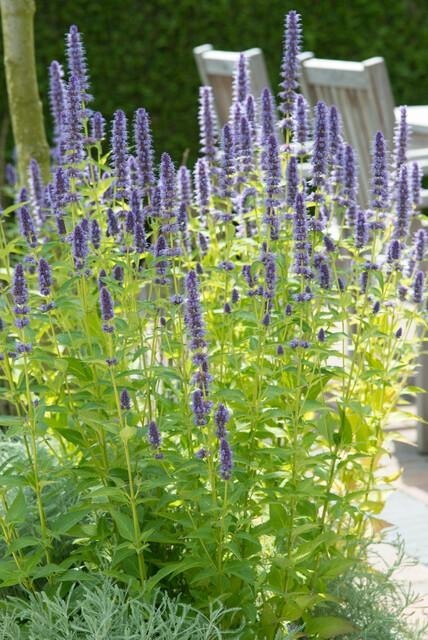 Agastache 'Black Adder' -  60