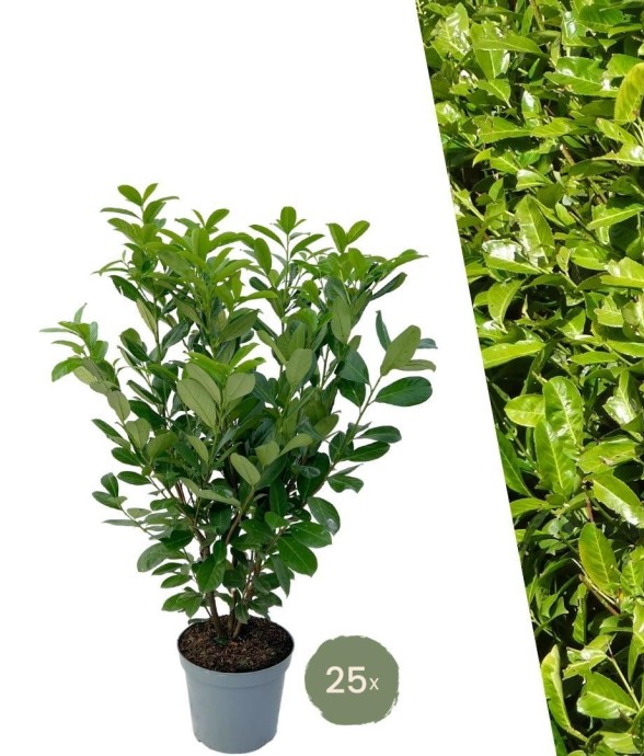 Laurier cerise x10 -  150