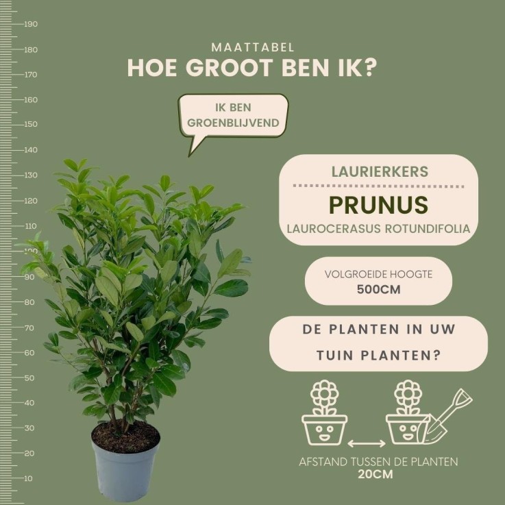 Laurier cerise x10 -  150