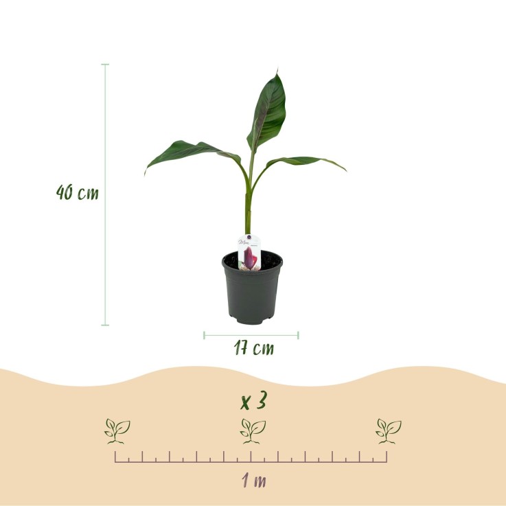 Musa sikkimensis Red Tiger x6