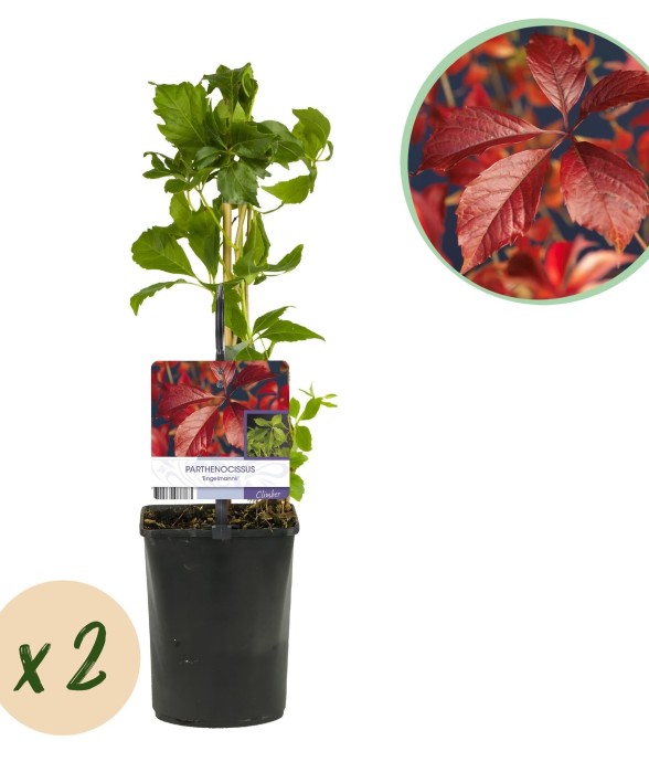 Vigne vierge Engelmannii x2