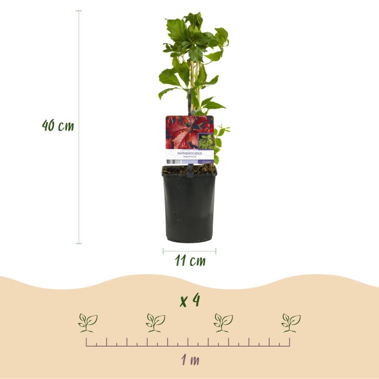 Vigne vierge Engelmannii x2