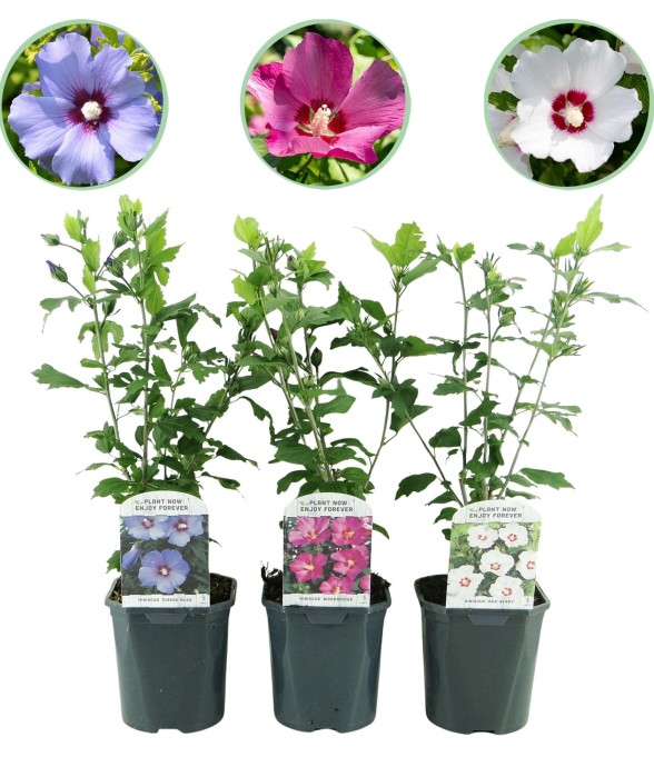 Hibiscus syriacus Tricolour x3