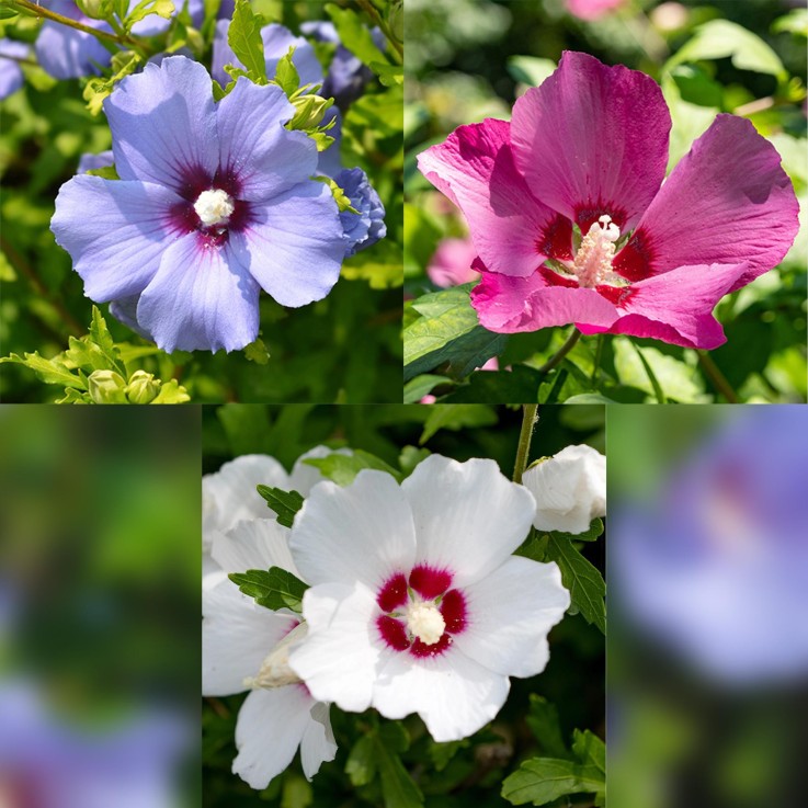 Hibiscus syriacus Tricolour x3