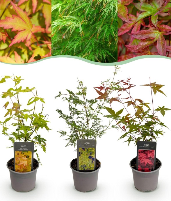 Erable du japon tricolor x3