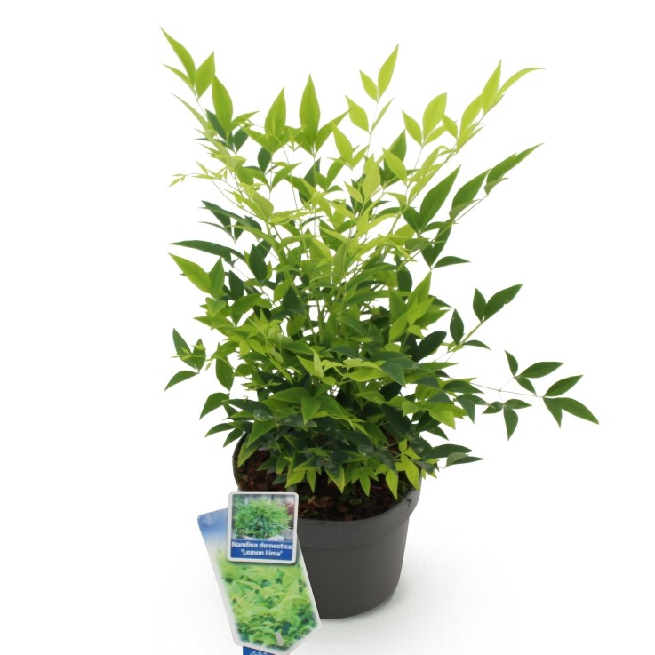 Nandina Lemon & Lime x1