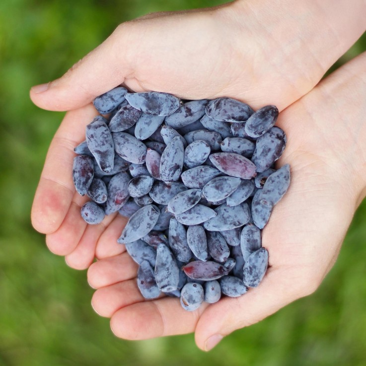 Chèvrefeuille comestible Kamtschatica x6