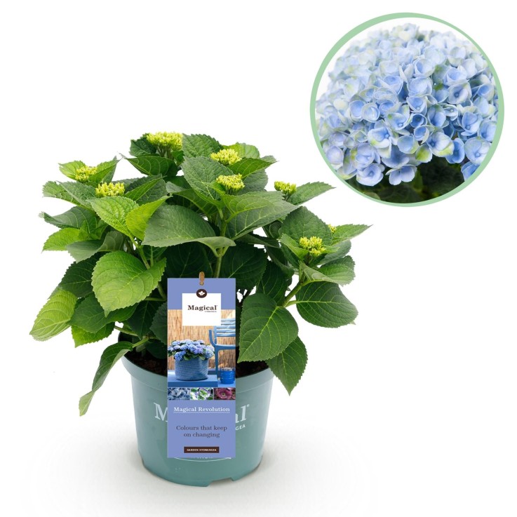 Hortensia bleu magique