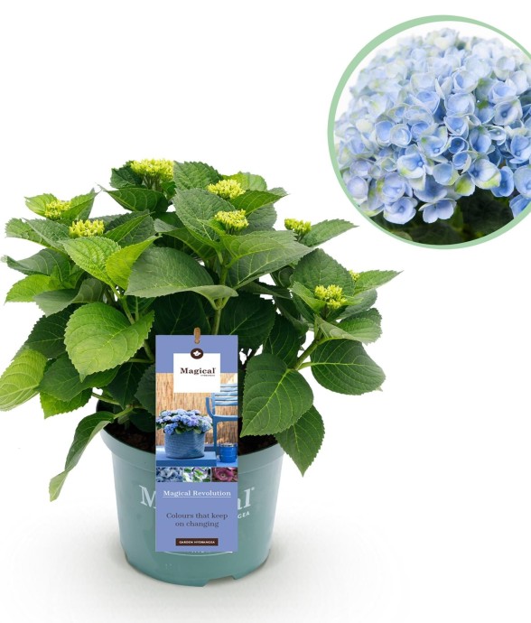 Hortensia bleu magique