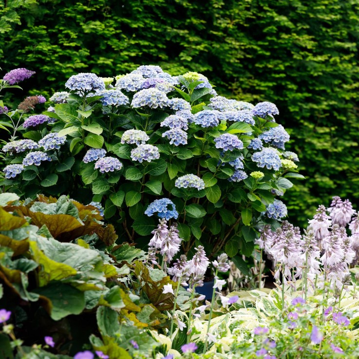 Hortensia bleu magique