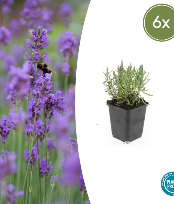 Lavande angustifolia...