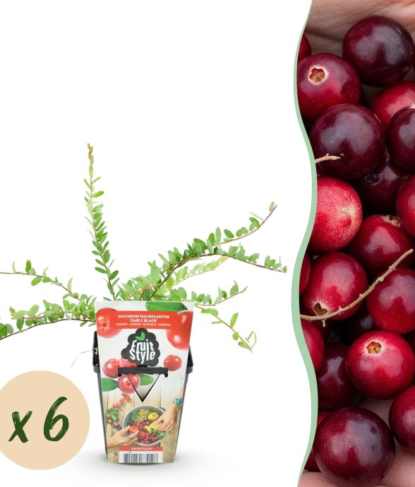 Myrtillier Early Black x6