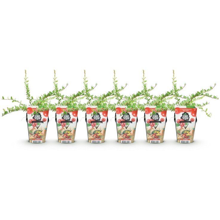 Myrtillier Early Black x6