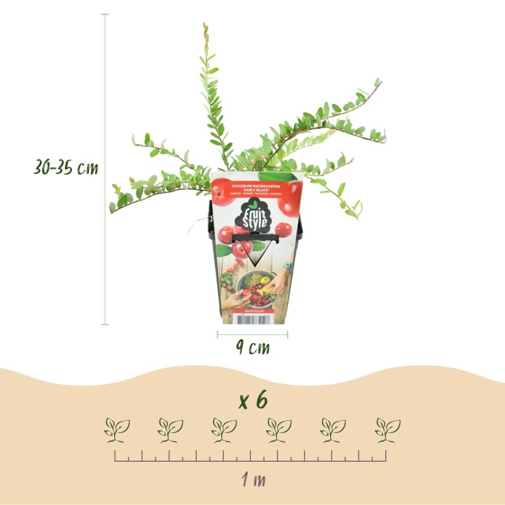 Myrtillier Early Black x6