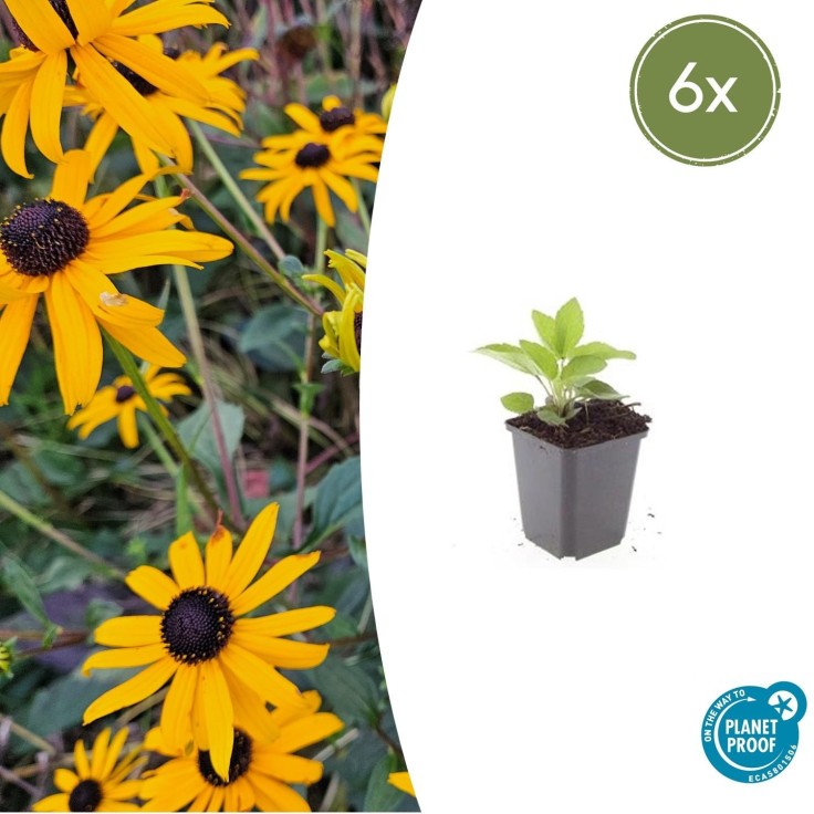 Rudbeckia 'Goldsturm' -  6