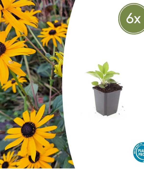 Rudbeckia 'Goldsturm' -  6