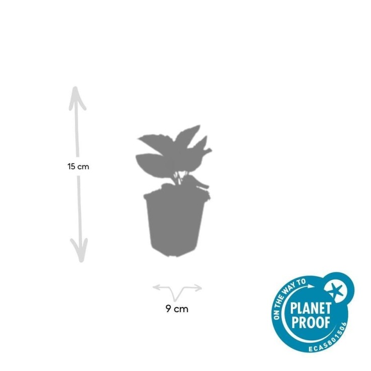 Rudbeckia 'Goldsturm' -  6