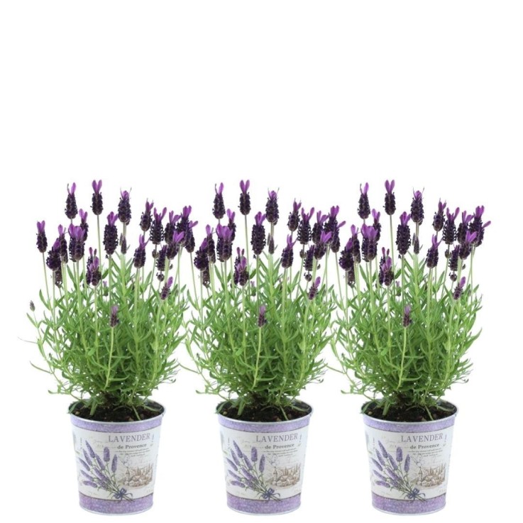 lavande anouk x3 en pot