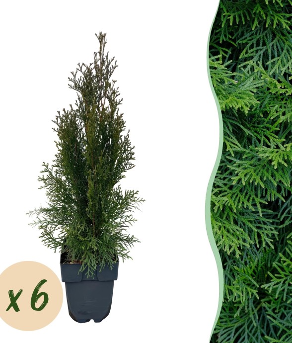 Thuya occidental x6