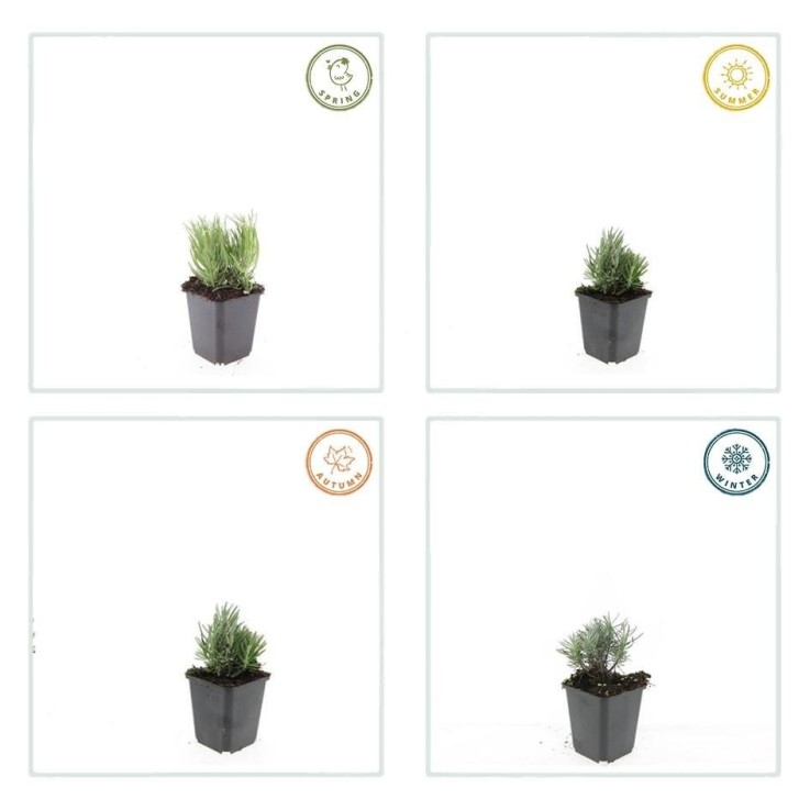 Lavande angustifolia 'Dwarf Blue' -  6