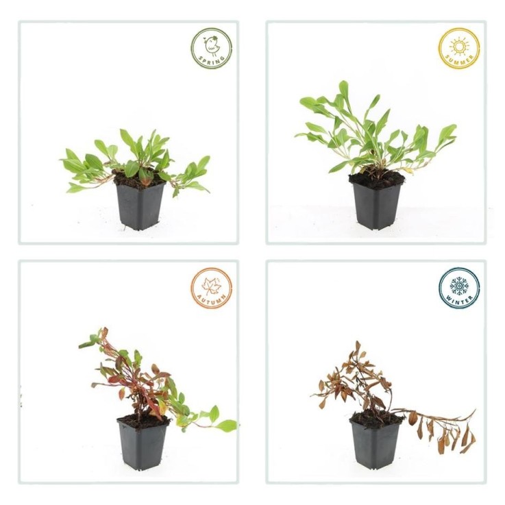 Renouée 'Darjeeling Red' -  6