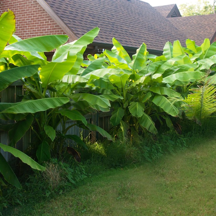 Bananier Musa Basjoo x6