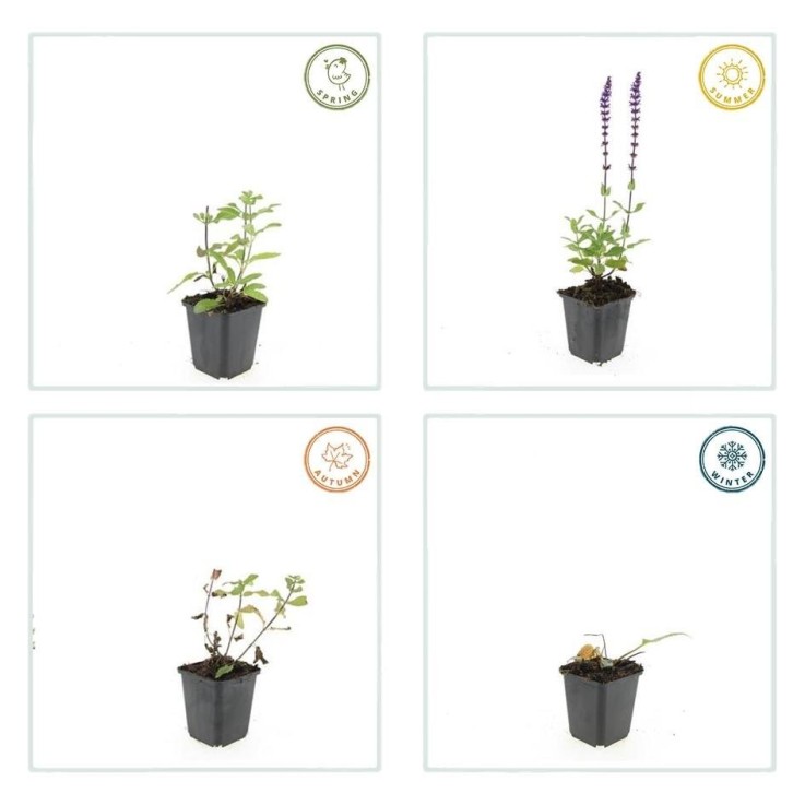 Sauge des bois 'Caradonna' -  60