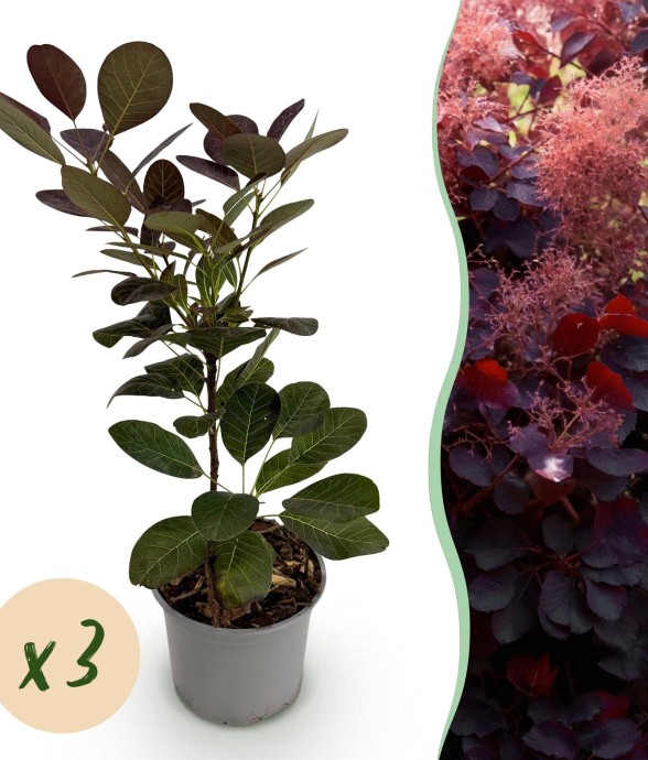 Arbre à perruque pourpre x3