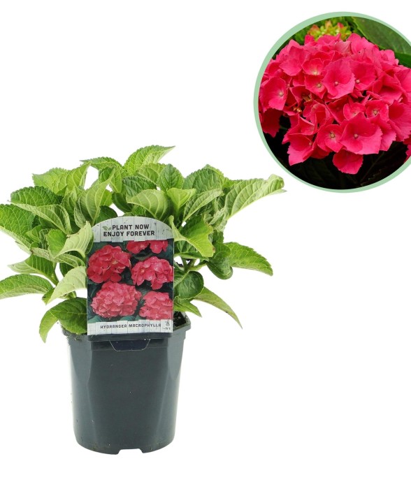 Hortensia macrophylla Rouge
