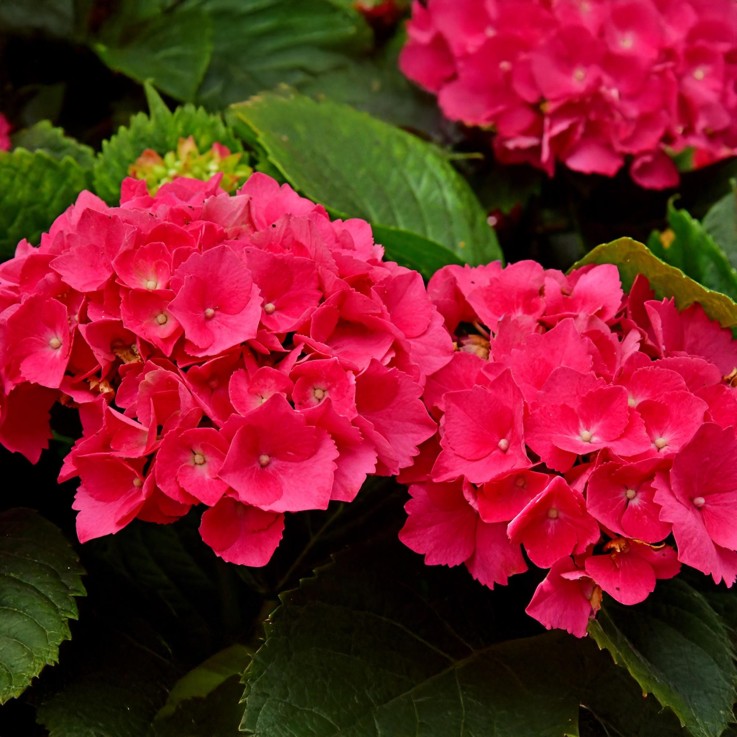 Hortensia macrophylla Rouge