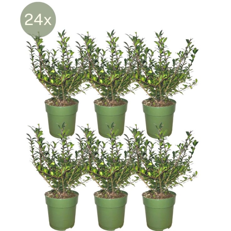 Ilex crenata 'Jenny' x24