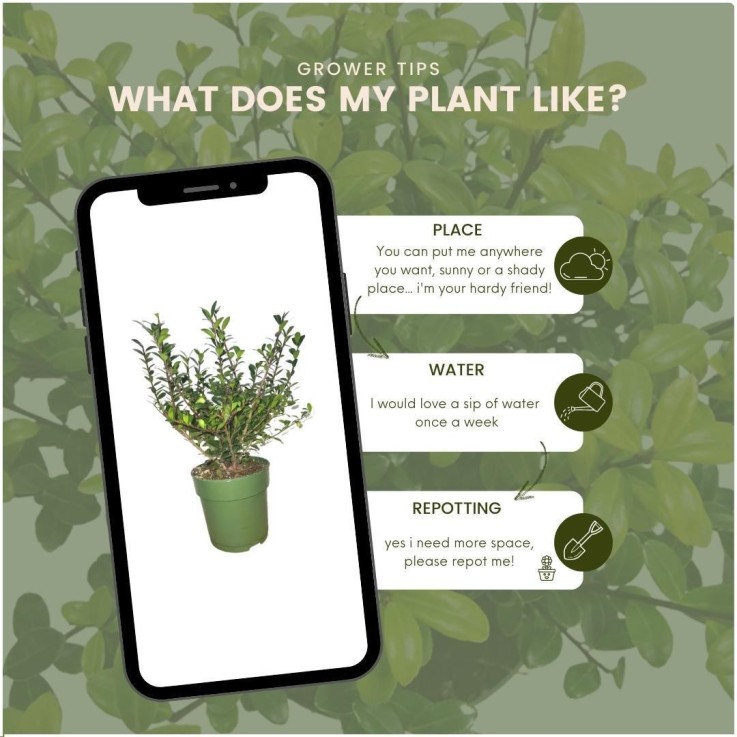 Ilex crenata 'Jenny' x24