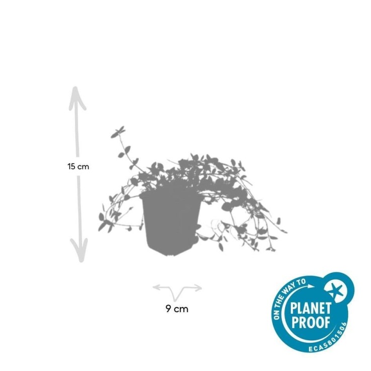 Petite Pervenche 'Gertrude Jekyll' -  6