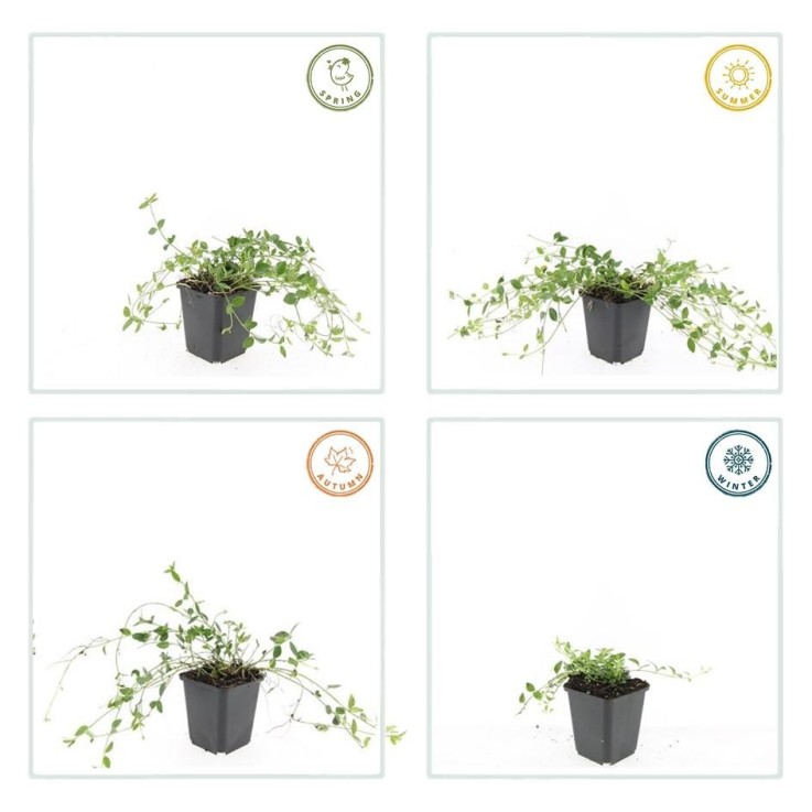 Petite Pervenche 'Gertrude Jekyll' -  6