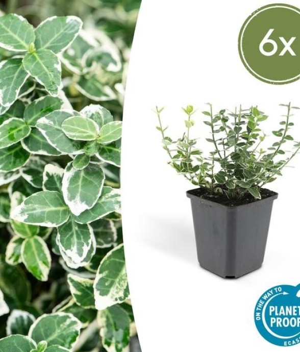 Fusain Emerald 'n Gaiety' -...