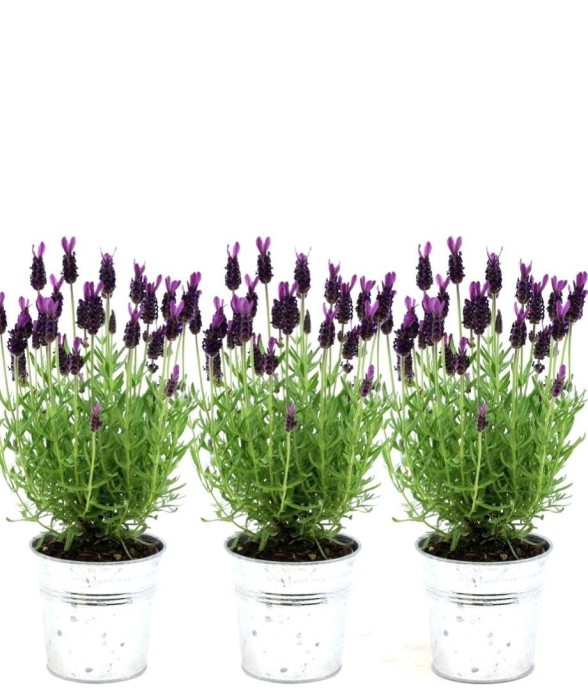 Lavande en pot x3