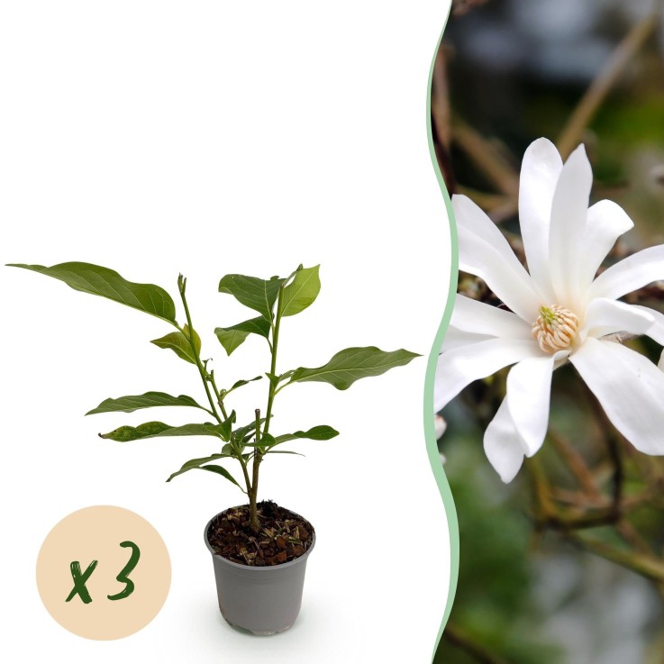 Magnolia stellata x3