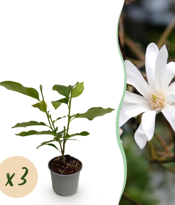 Magnolia stellata x3