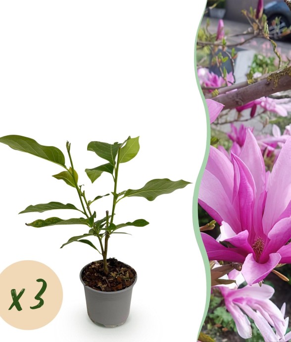 Magnolia Susan x3