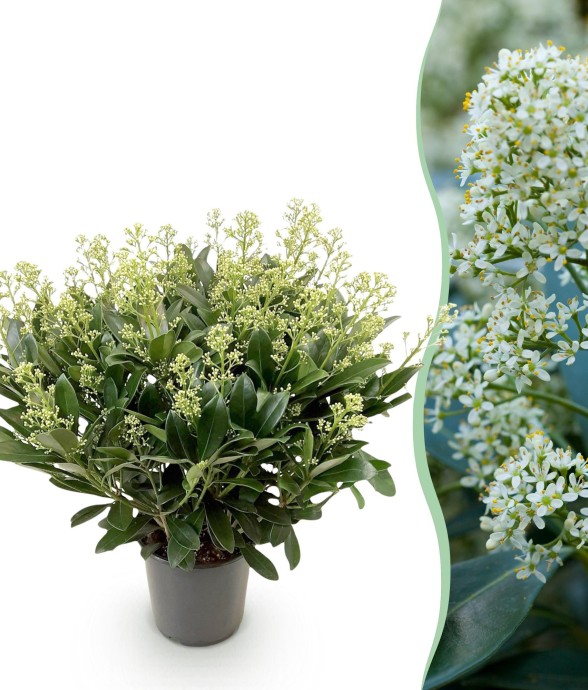 Skimmia japonica Finchy en pot