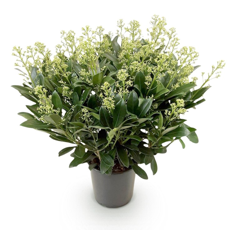 Skimmia japonica Finchy en pot