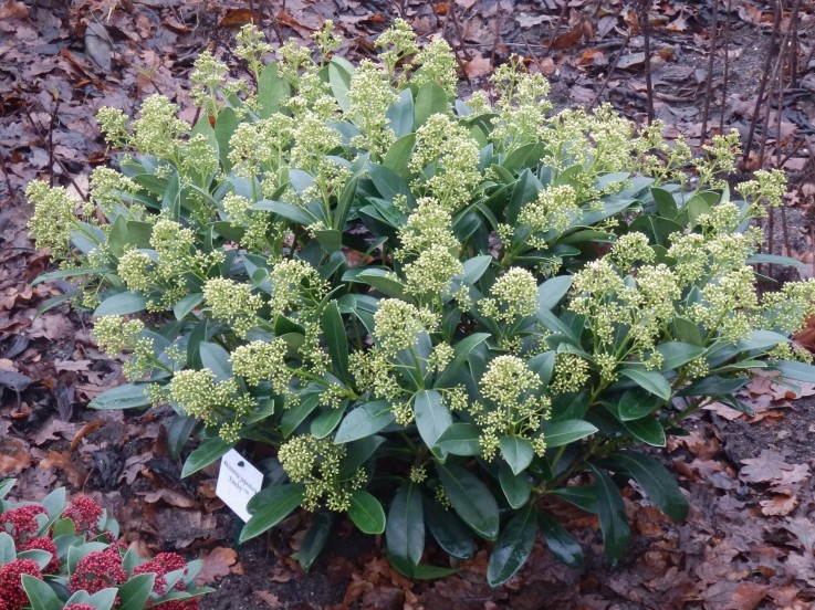 Skimmia japonica Finchy en pot
