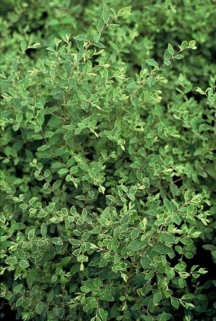 Symphorine de Chenault 'Hancock' -  12