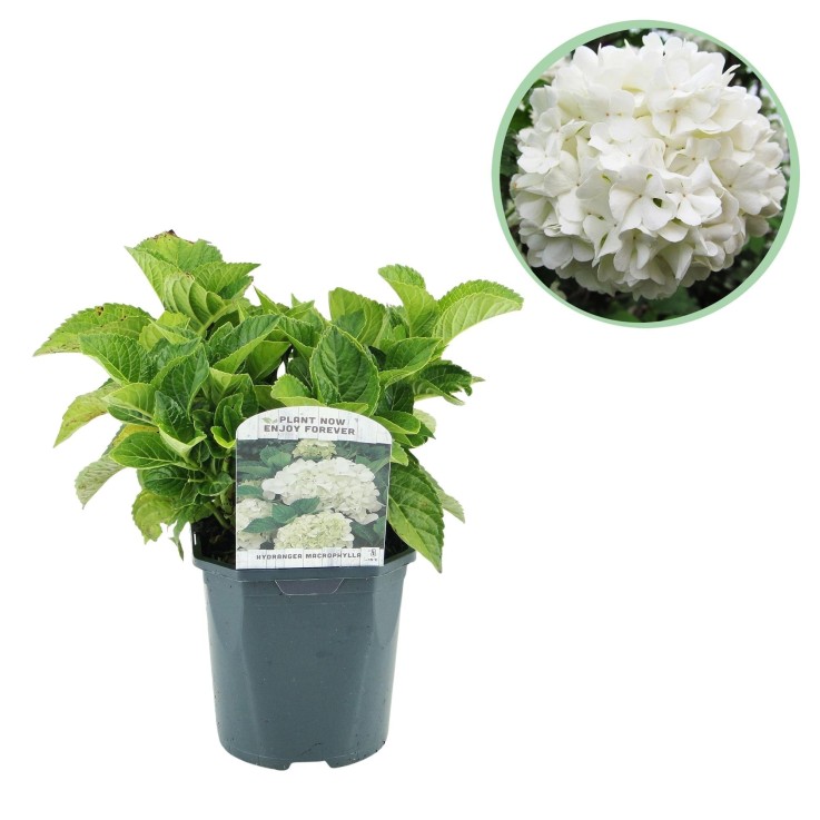 Hortensia Macrophylla Blanc