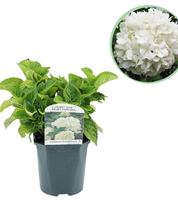 Hortensia Macrophylla Blanc